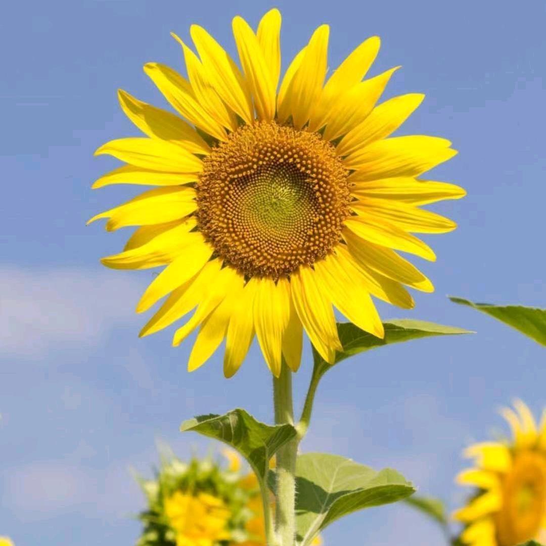 太阳花