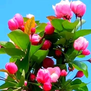 百花齐放