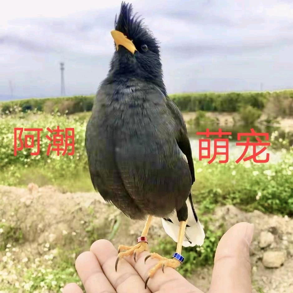 阿潮萌宠！