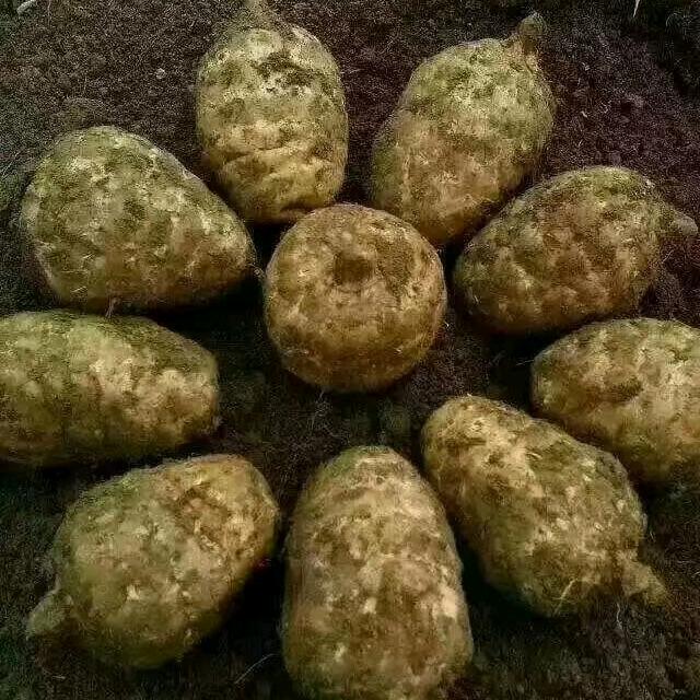 老龚天麻