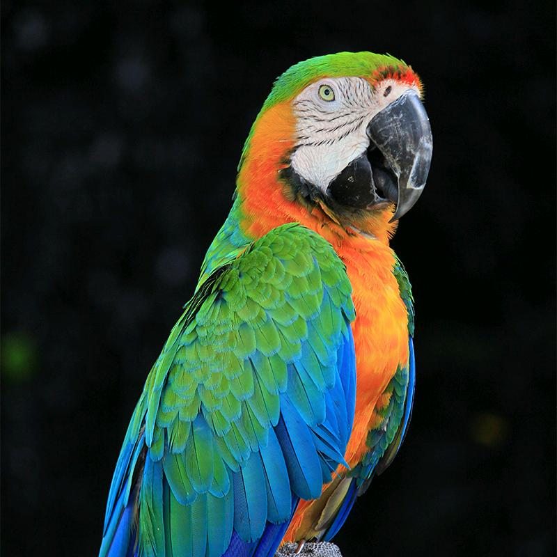 万丈光芒全是鸟