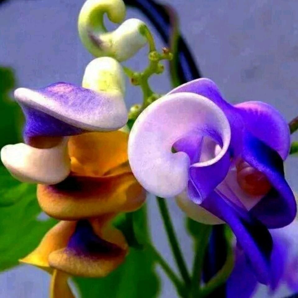 🌹🌹🌺菊姐🌸🌹🌹罗🌷🌷