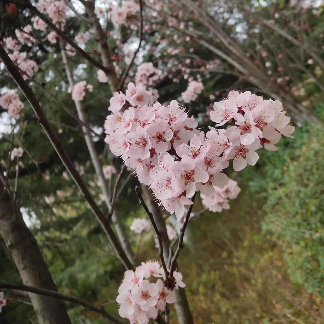 🦋ꦿ໊✨随心᭄ꦿᩚ٭