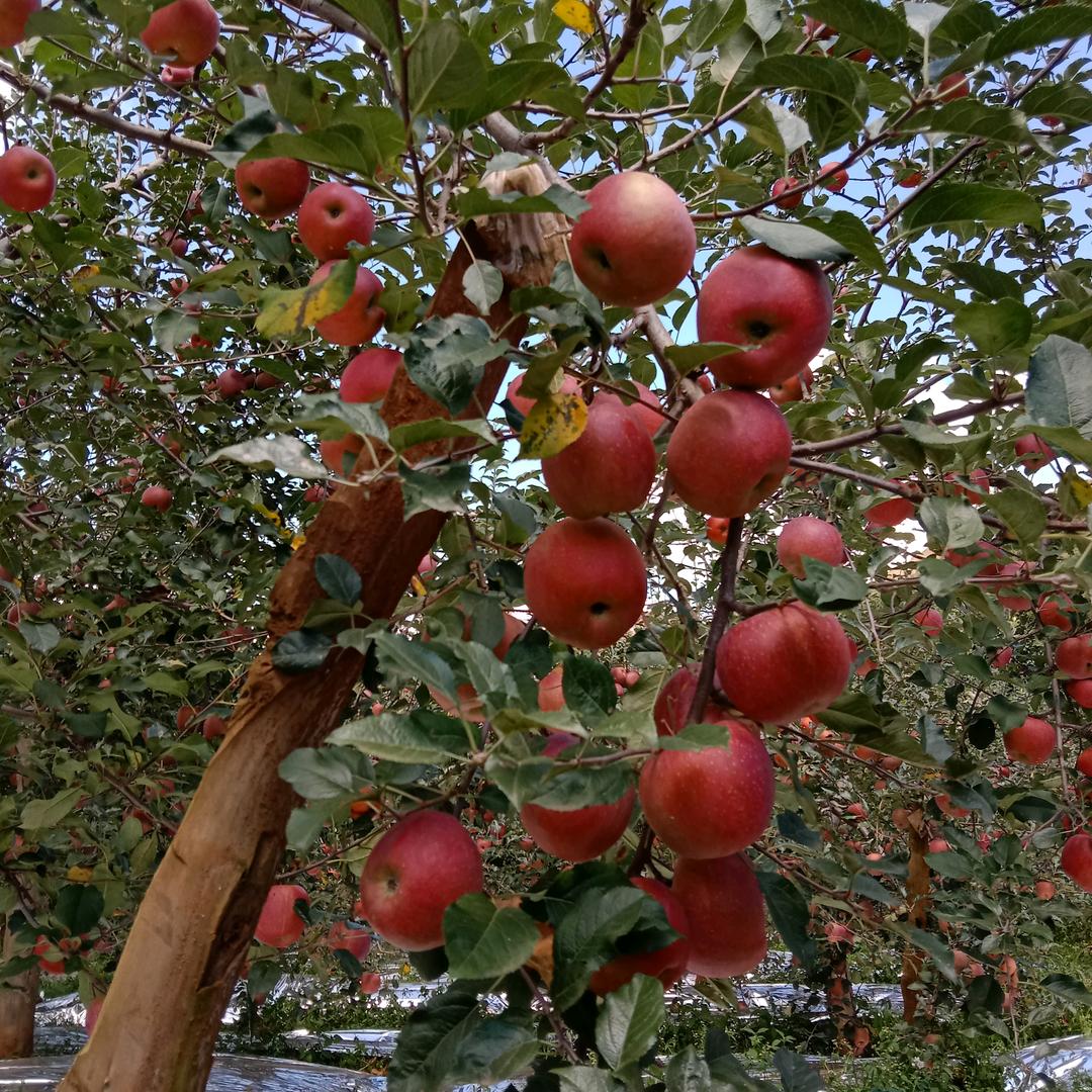 洒渔糖心苹果