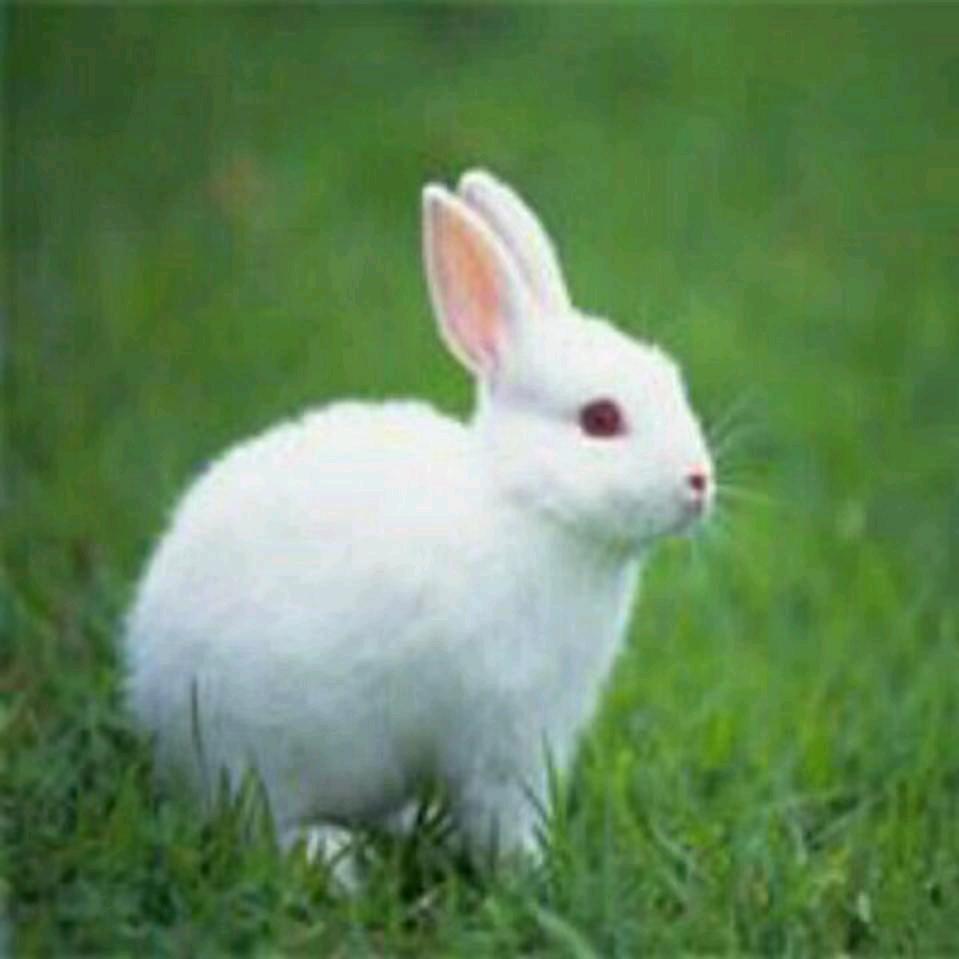 ❤️野原新之助❤️蜡笔小新❤️小猴子❤️