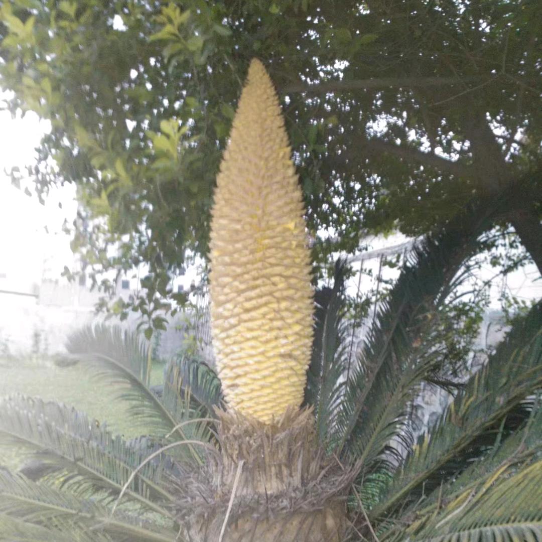 顺李成张💪💪💪