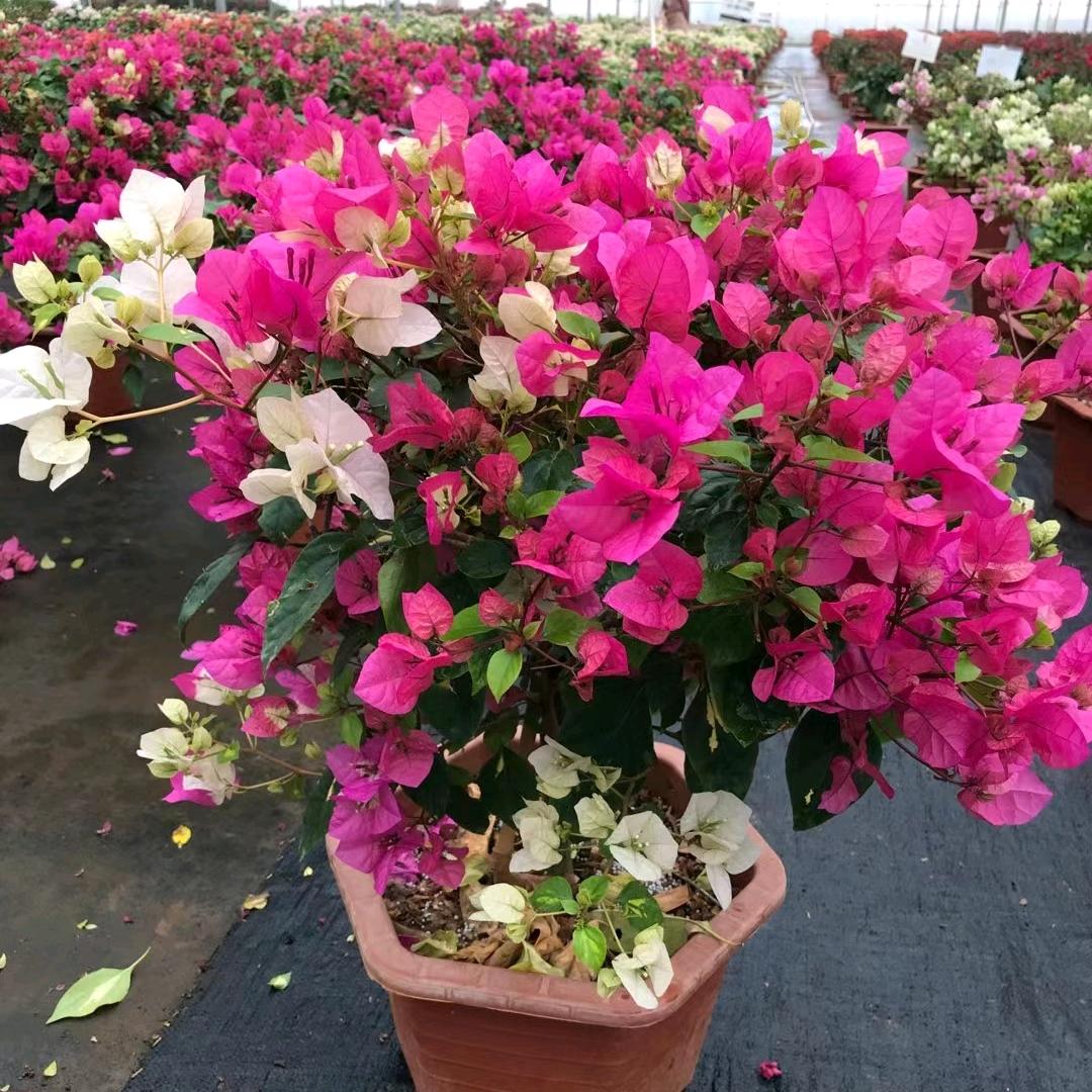 槿花园艺
