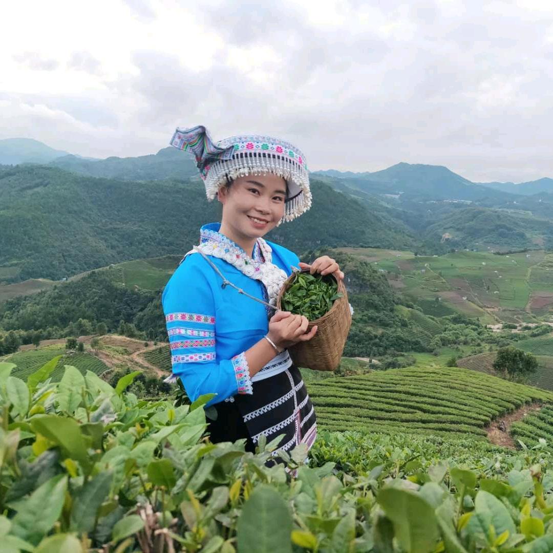 贵定县海葩妹茶业有限公司