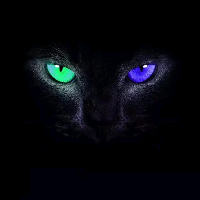 🌈🌈小猫咪困了