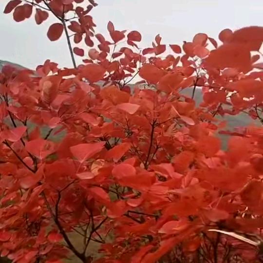 阳光小