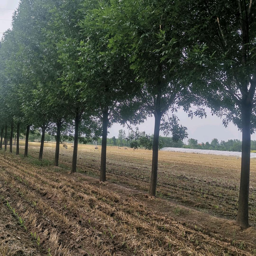 白蜡  国槐  柽柳  榆树 等落叶乔木