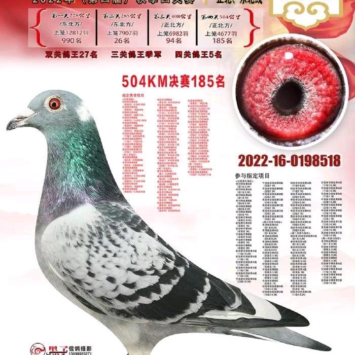 洛阳战强鸽舍