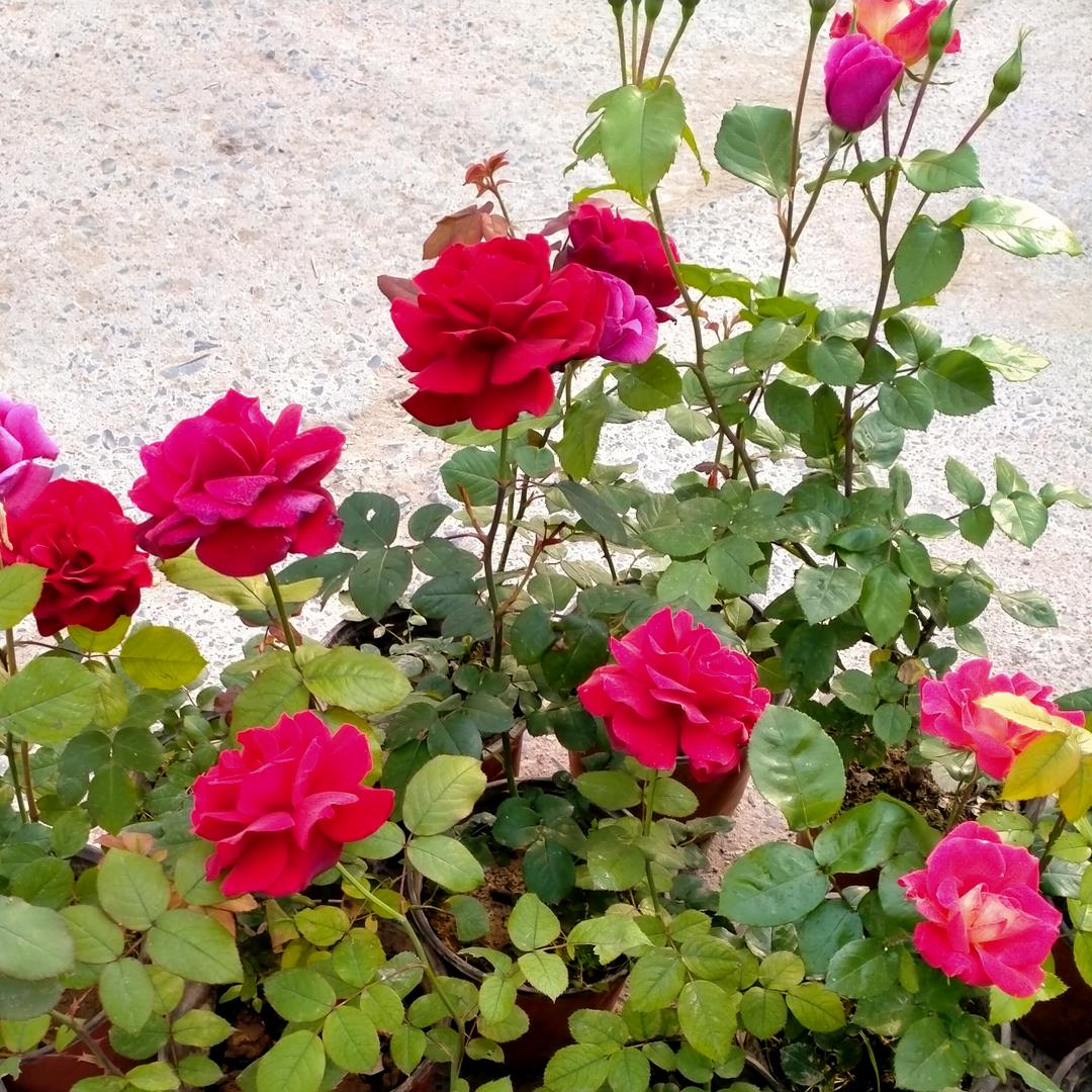 河南太康烧烤-炸串-冰糖葫芦！