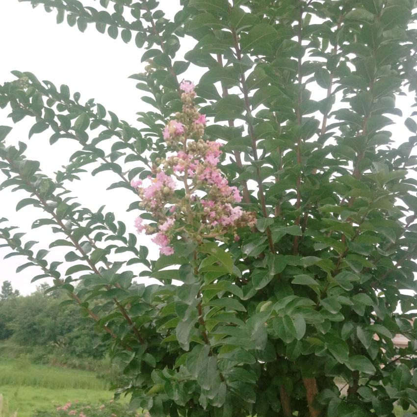 做自己让别人说