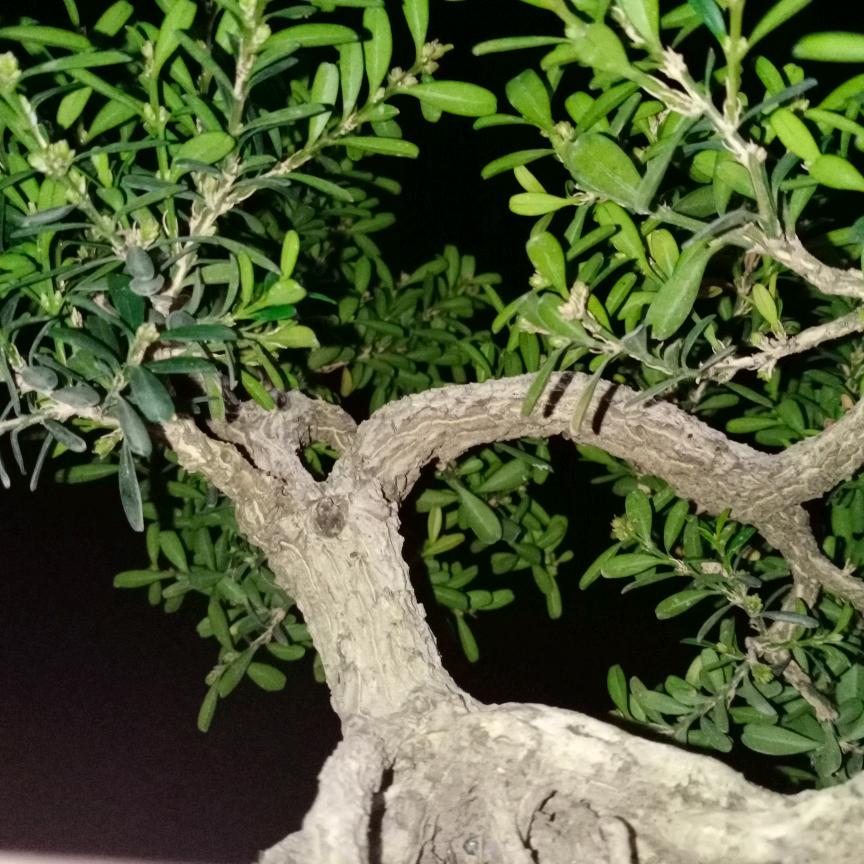 （破狼）厨窗带货