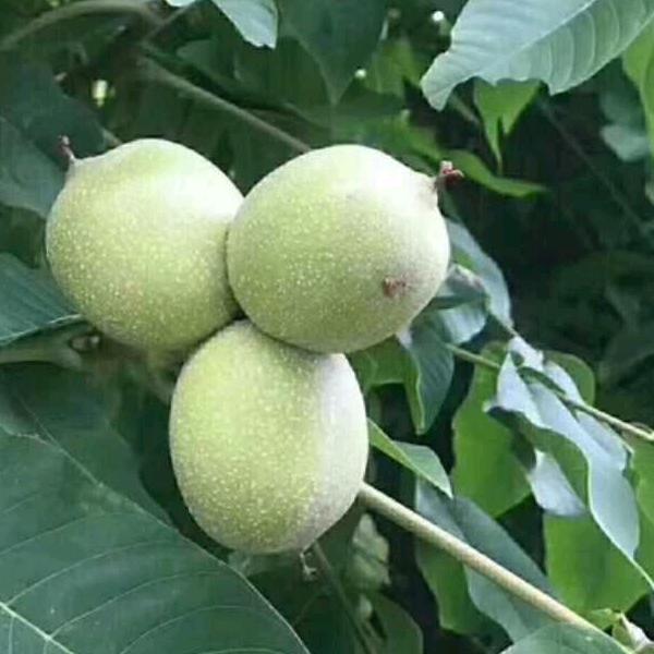 涛