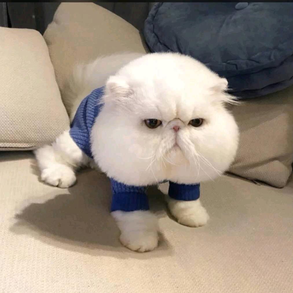 小阳仔
