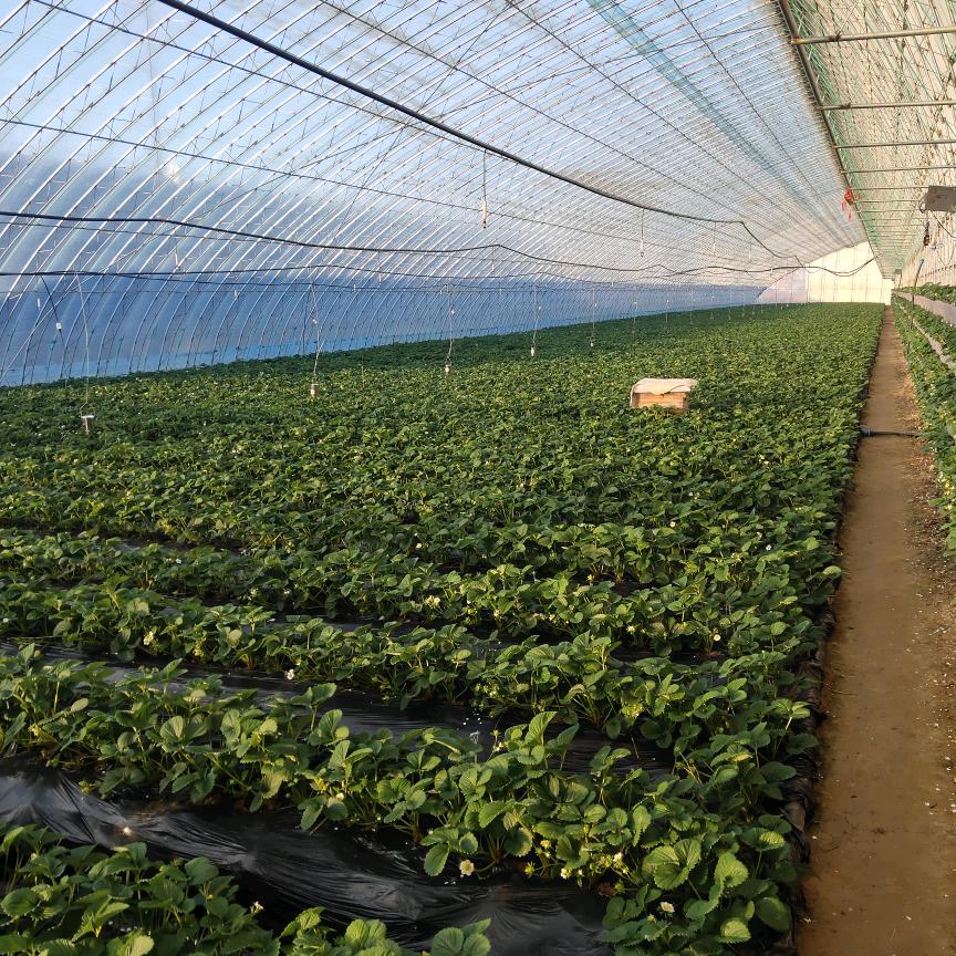 草莓种植
