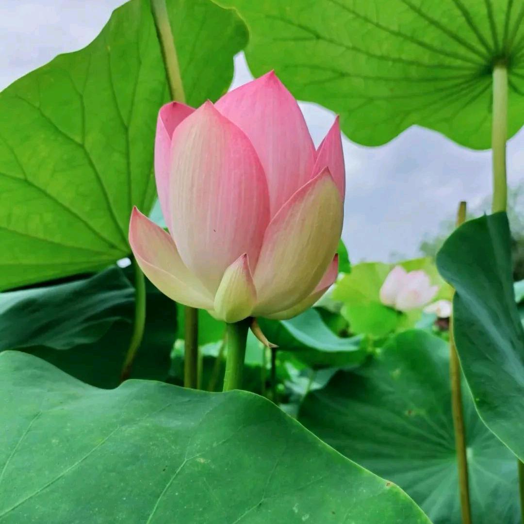 天下太平🙏，