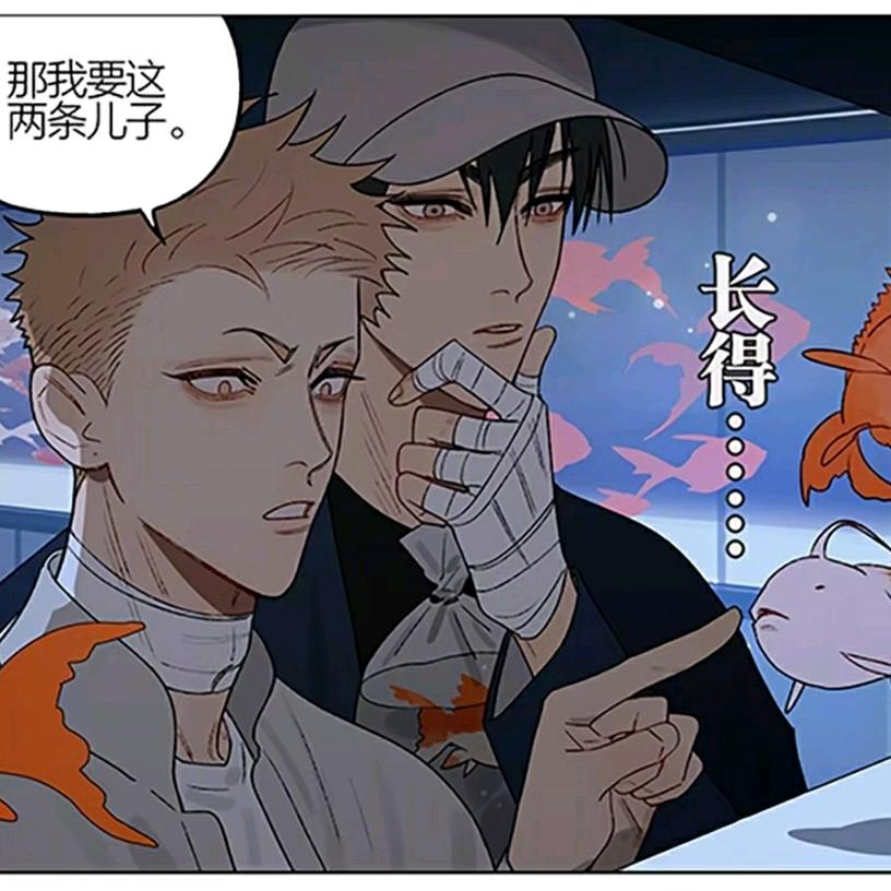 鲤鱼-