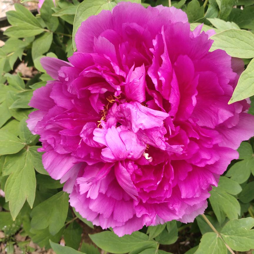 芯蕊玄