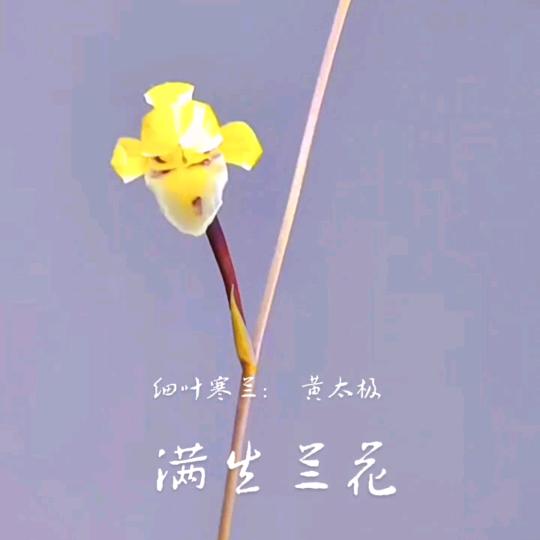细叶寒兰连城县满生兰花园