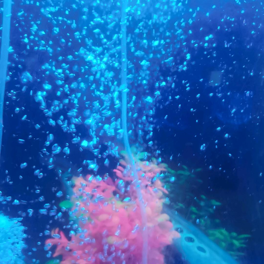 萍萍