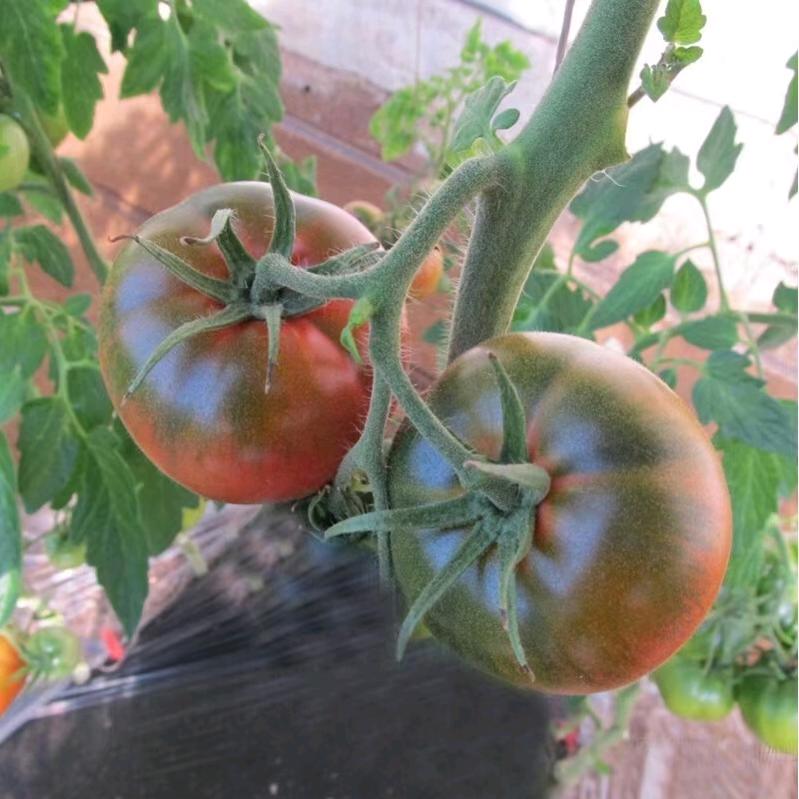 聚鲜蔬盘锦碱地柿子