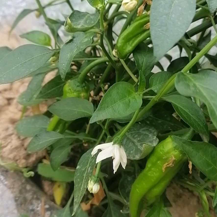 余干丰收辣椒