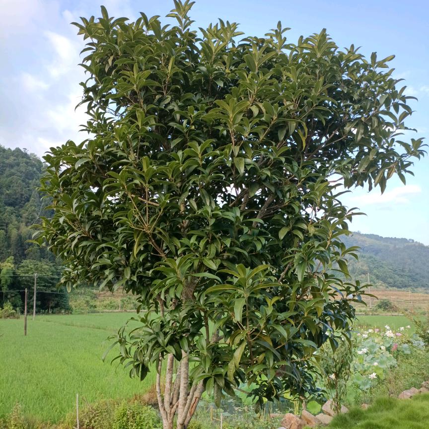 高平森林