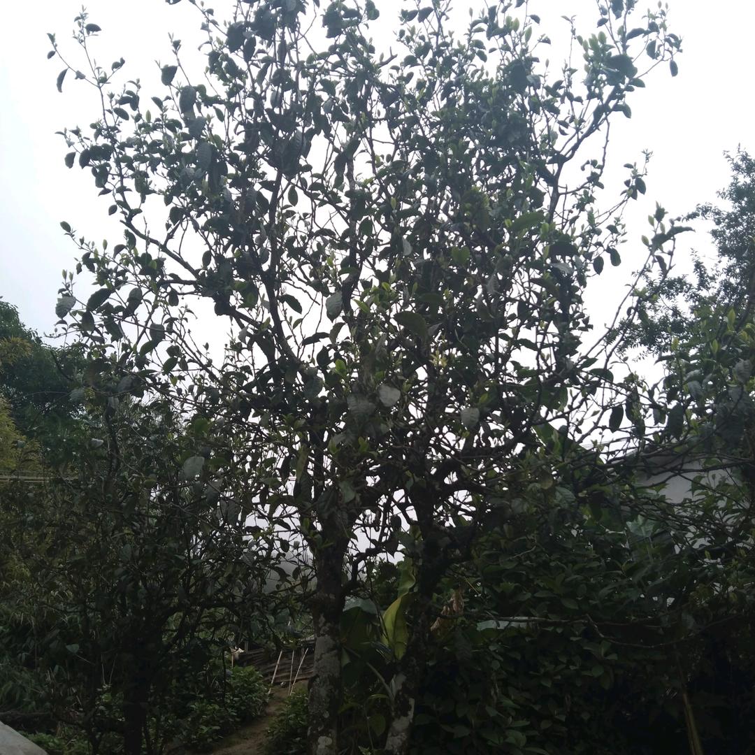 源头生态古树茶农