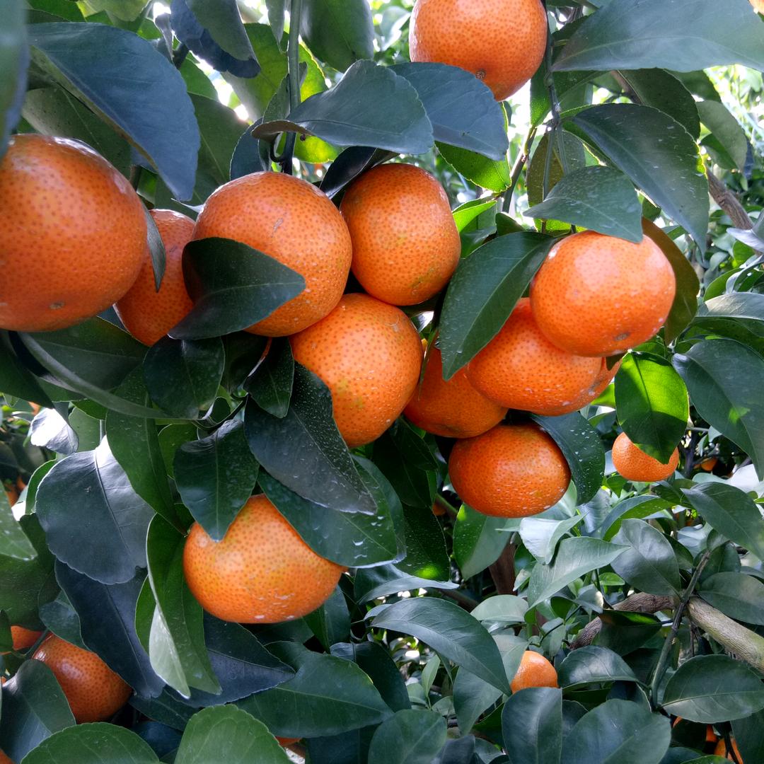 标准园老三，三华李采摘园