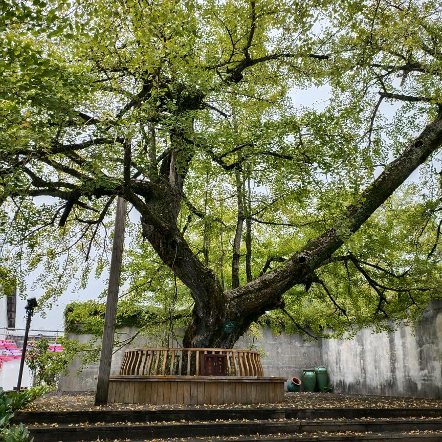 香儿