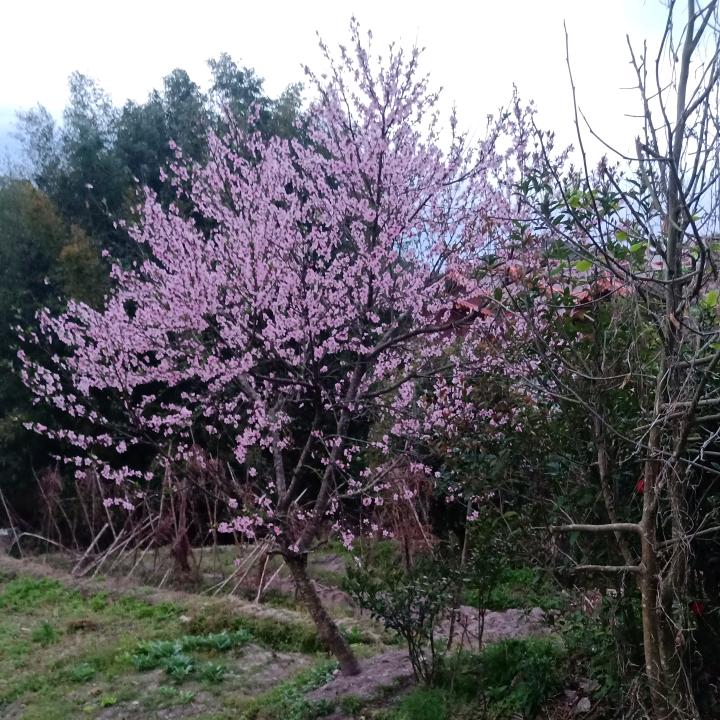 江湖