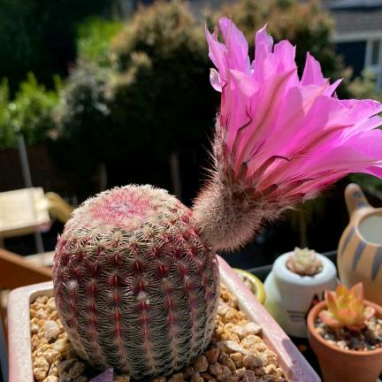 洛可可仙人球的头像