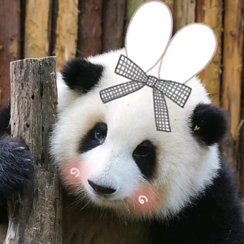 老柚子