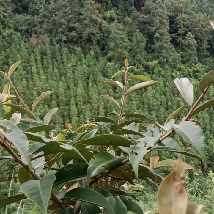 ymt平凡人生