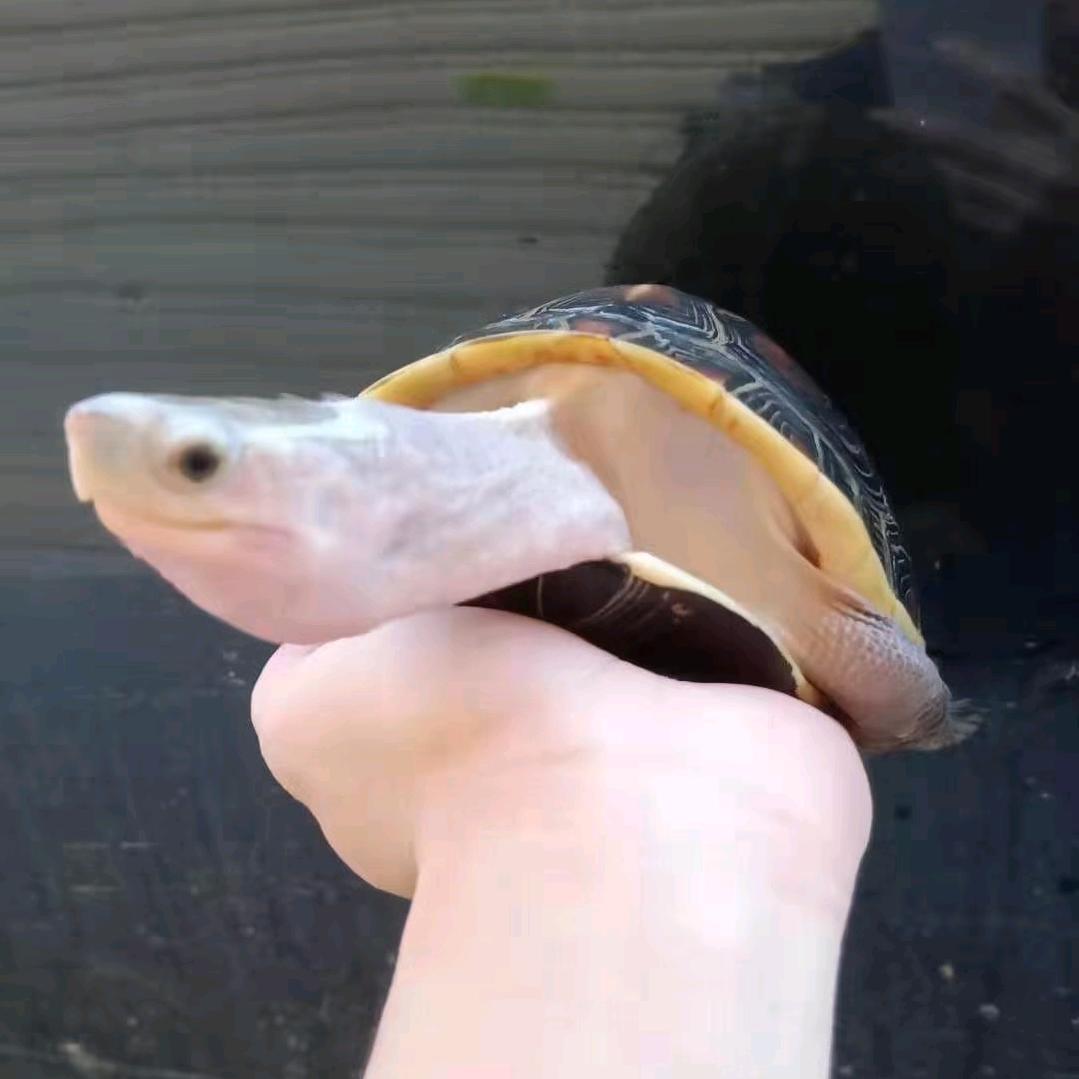 中山（古镇）欢伯伯🐢🐢🐢🐢🐢