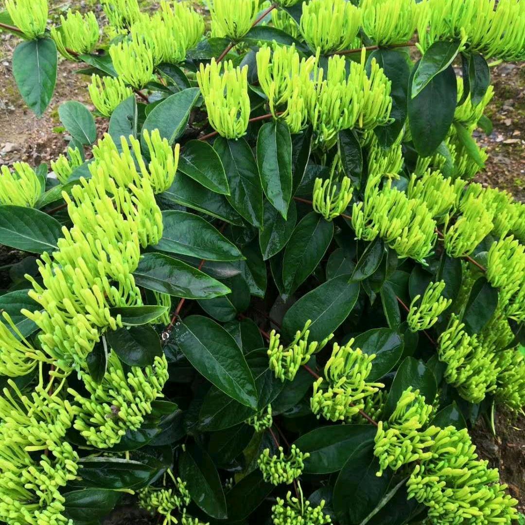 南方金银花购销