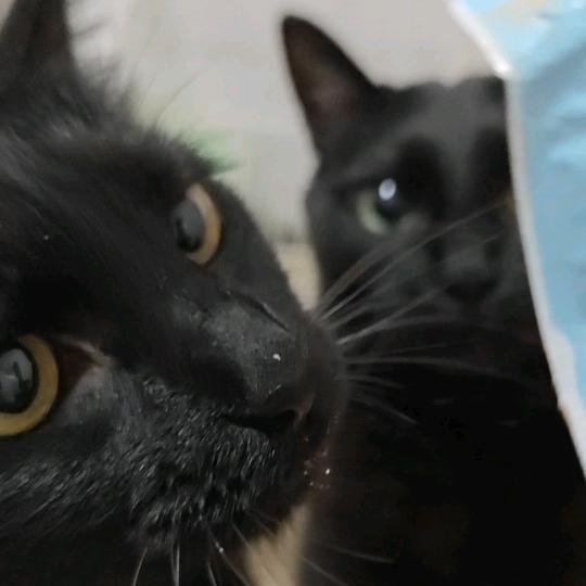 兔兔酱有两只黑猫