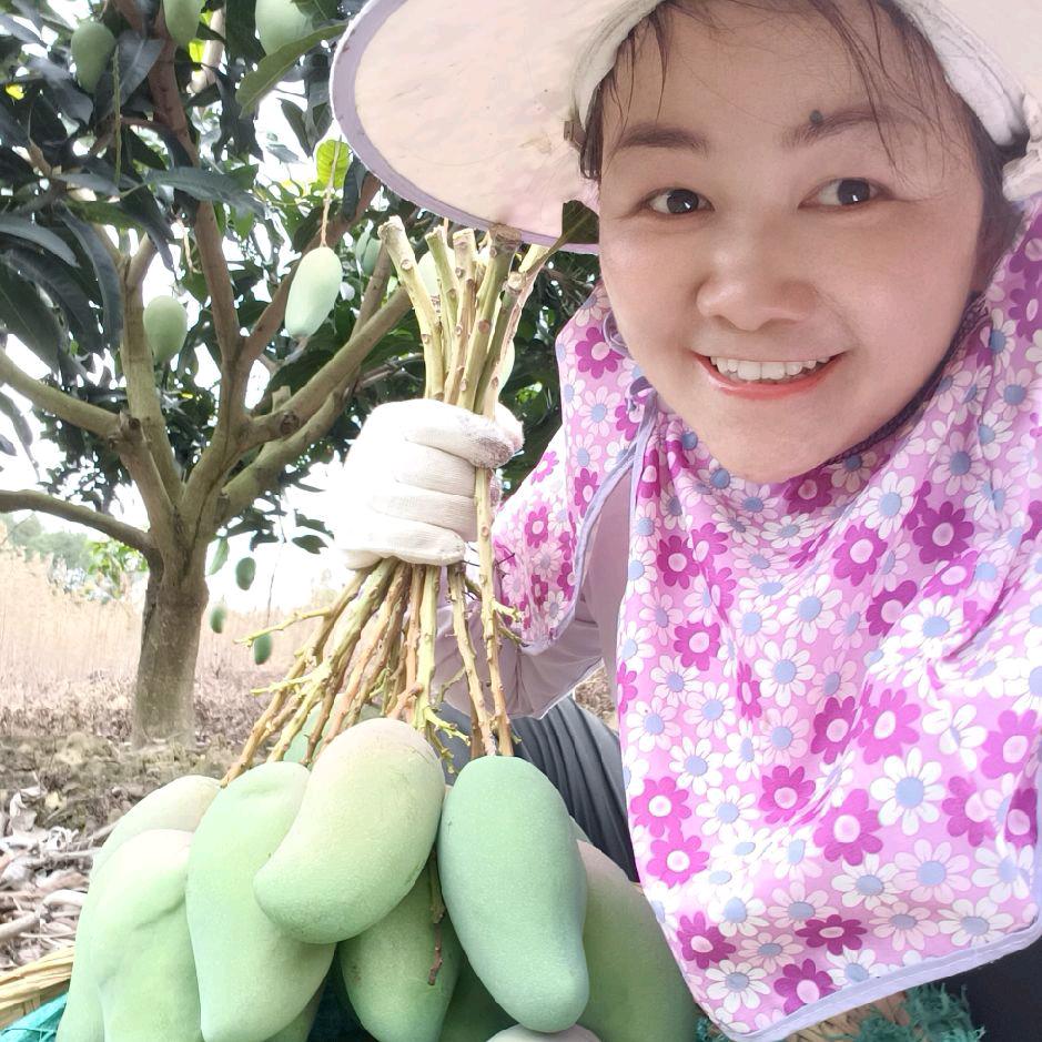 广西百色芒果蒋姐