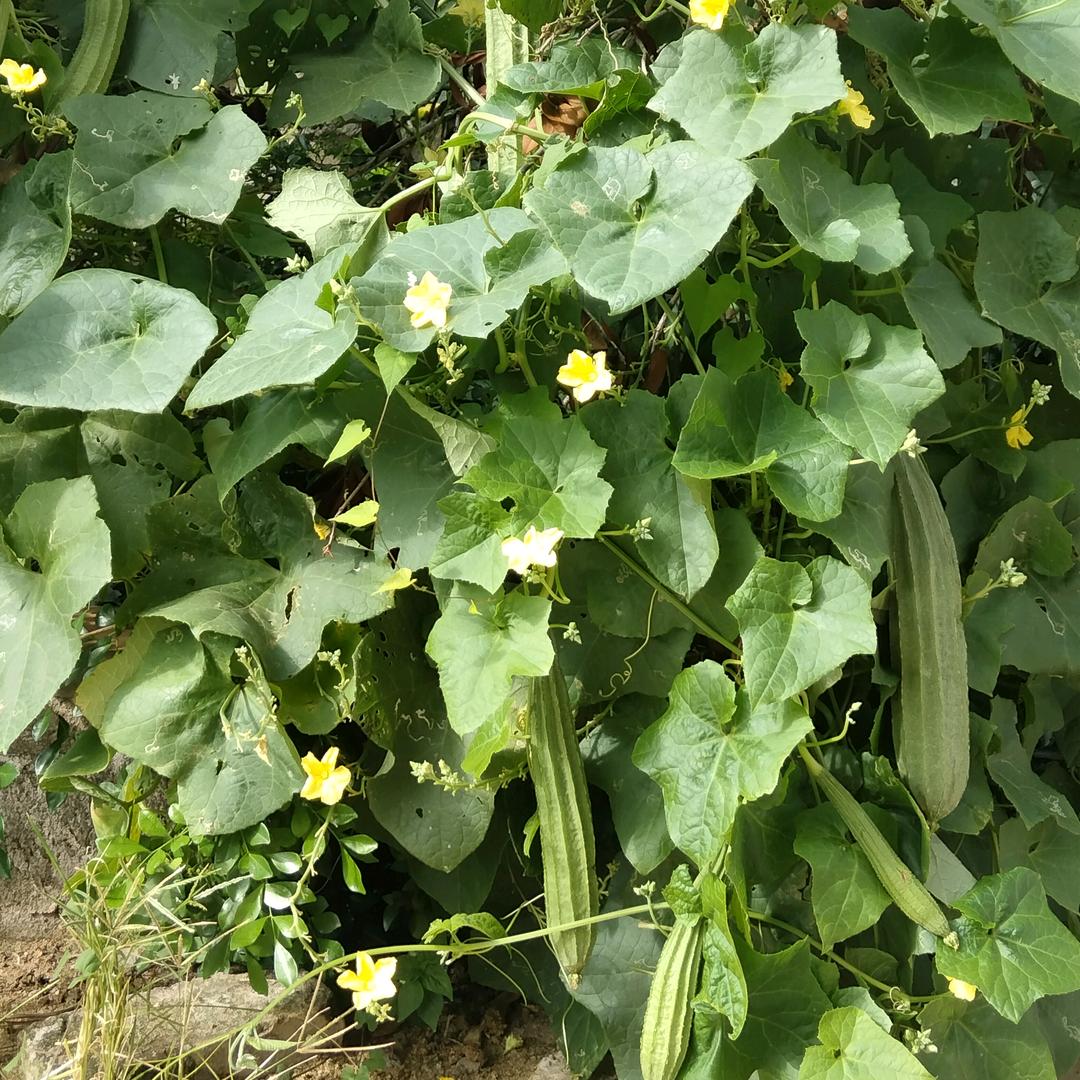 老陈