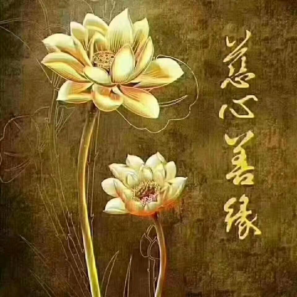 会飞的鱼@