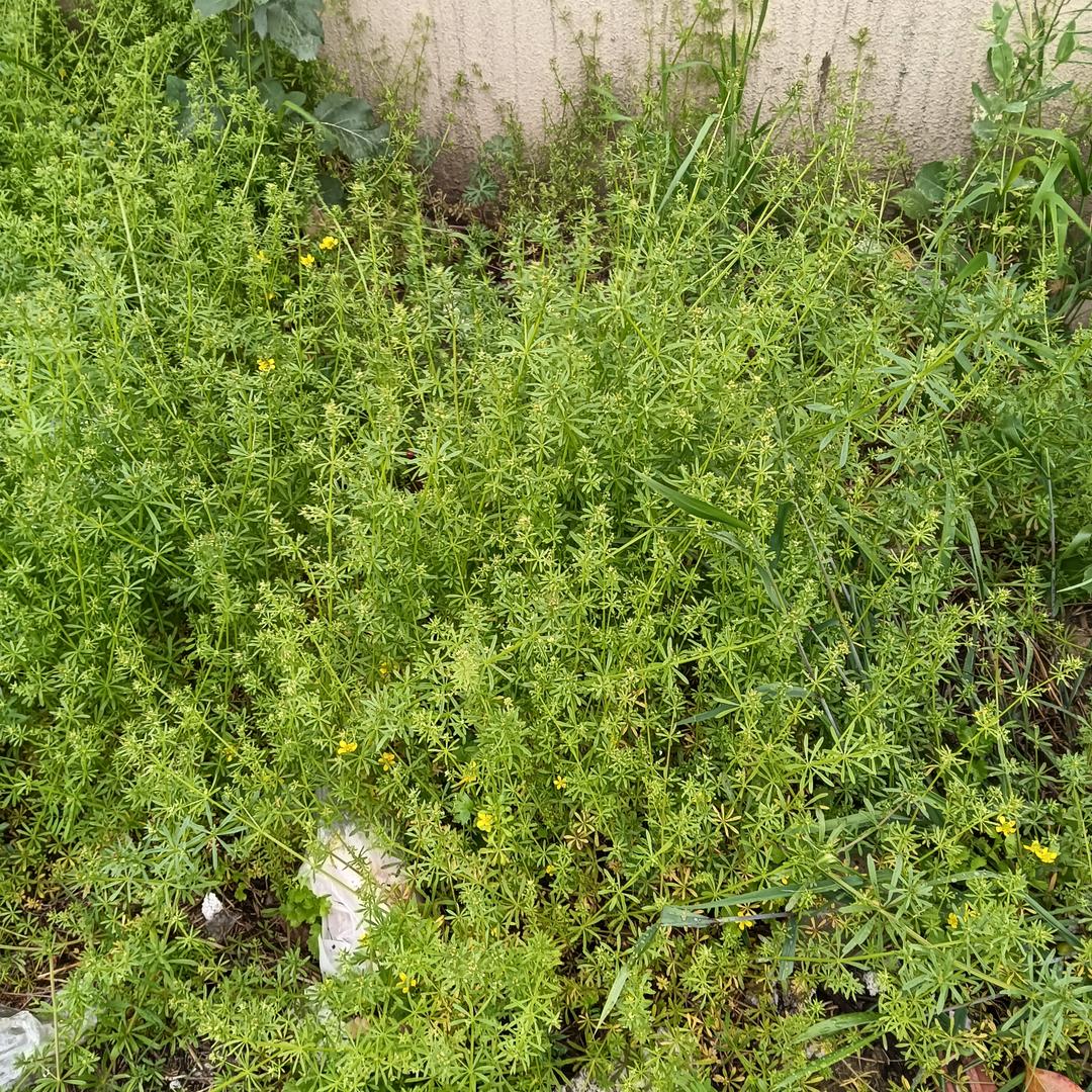 苏北草子搞笑视频