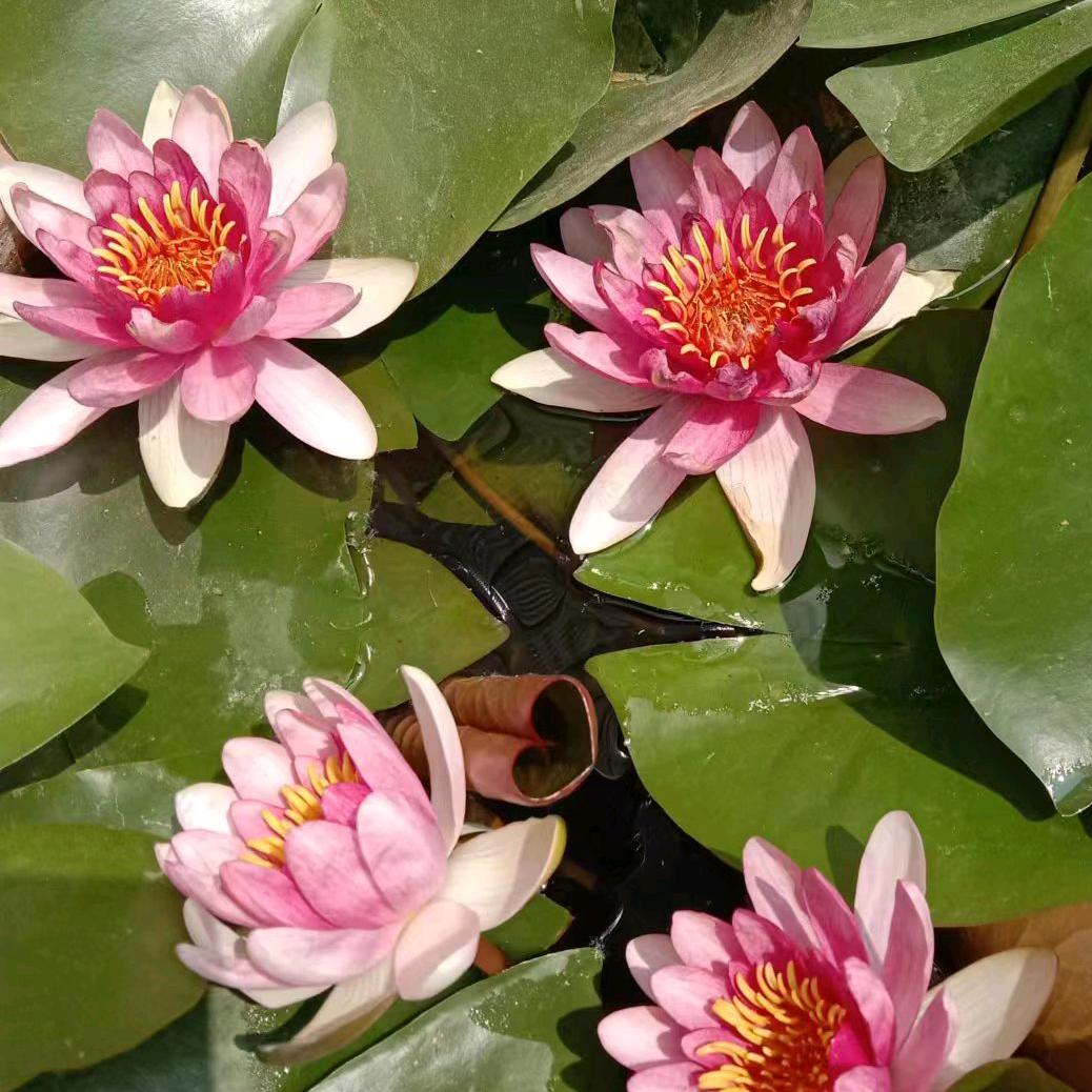 腊梅