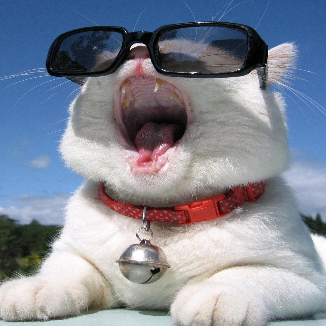 猫🐱猫