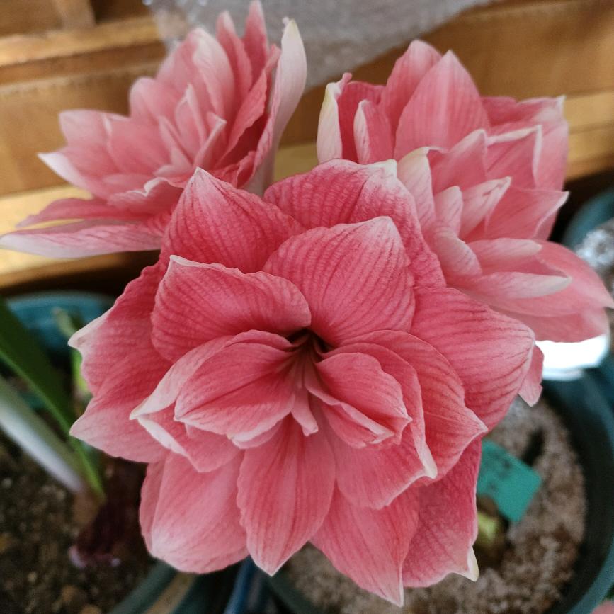 镜花水月