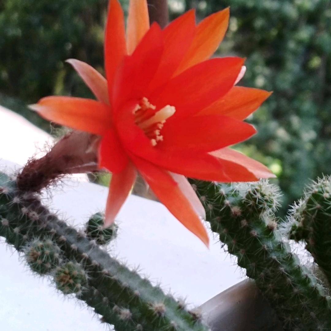 甜蜜蜜