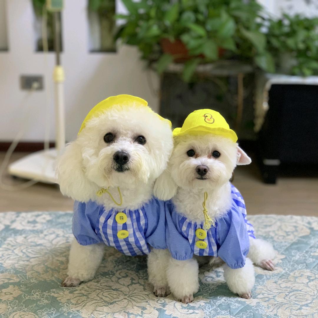 糖豆是糖心儿的麻麻