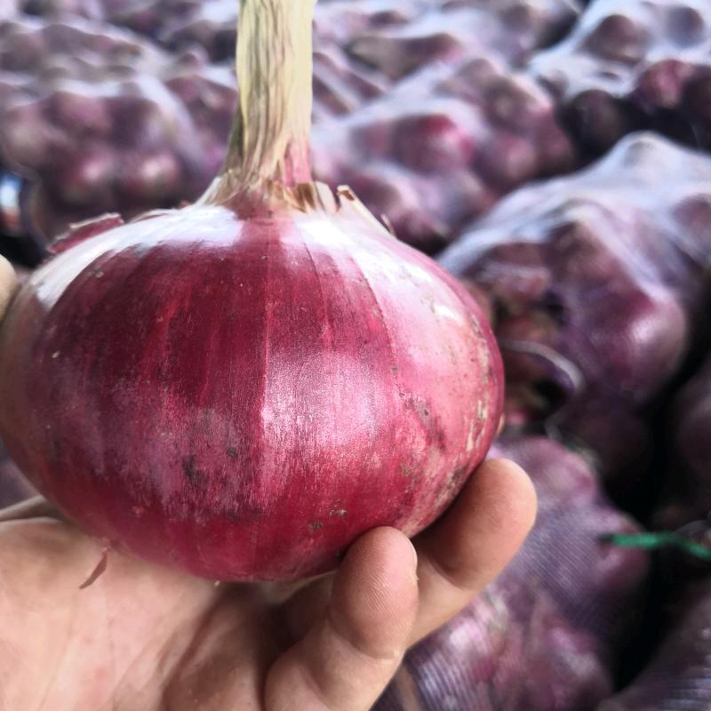 空心 菜